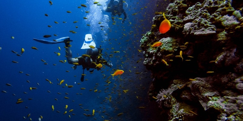 Incredible Scuba Diving Awaits you off of India's 8000 km of Coastline. Whatever Sort of Diving you Crave, India is Sure to Deliver